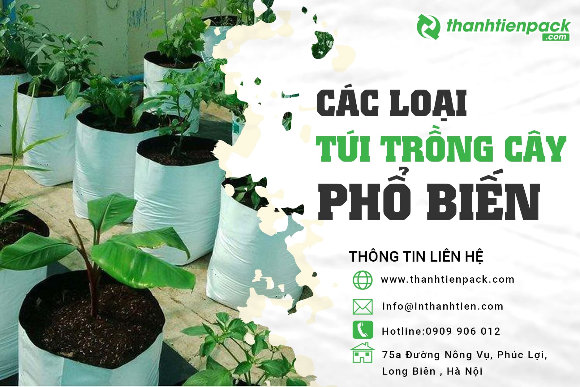 Túi trồng cầy là gì? Các đặc điểm của túi pe trồng cây